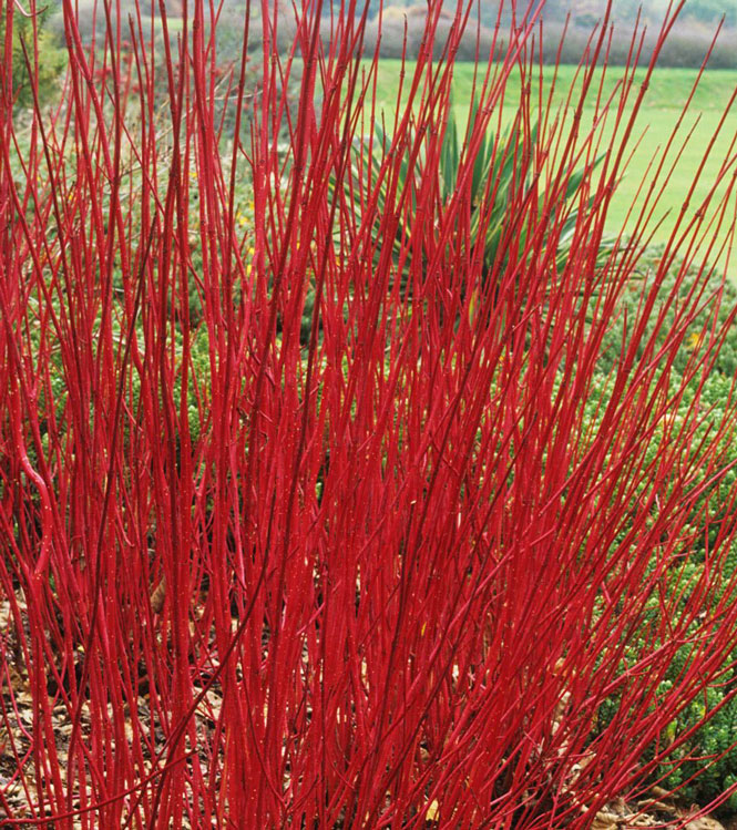 Cornus alba Sibirica