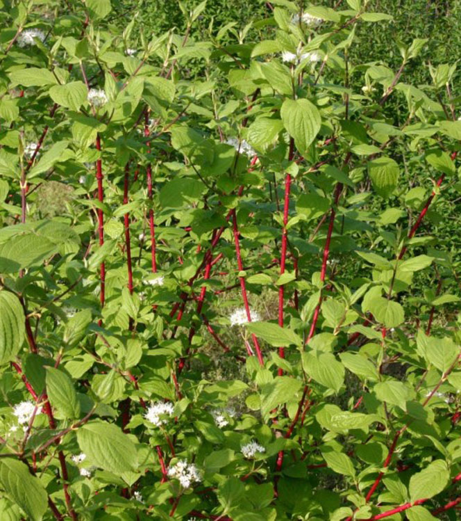 Cornus alba Sibirica