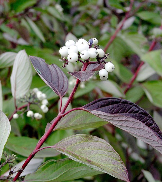 Cornus alba Sibirica