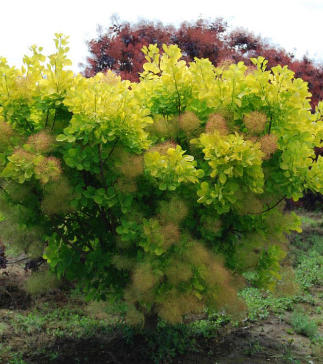 Cornus coggygria Golden spirit