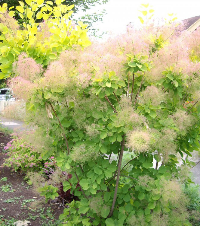 Cornus coggygria Golden spirit