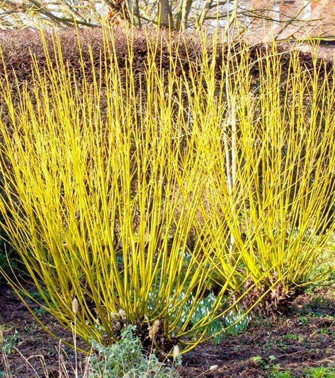 Cornus stolonifera Flaviramea