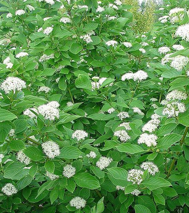 Cornus stolonifera Flaviramea