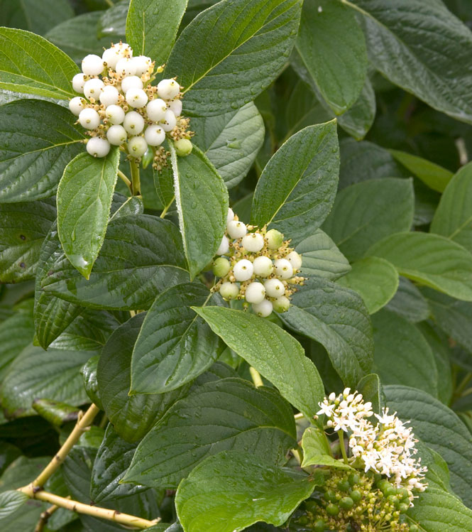 Cornus stolonifera Flaviramea