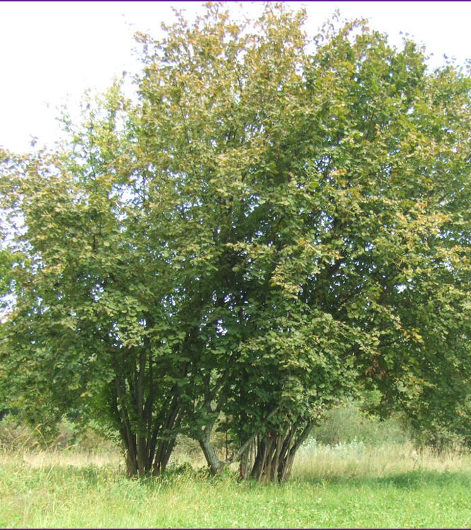 Corylus avellana