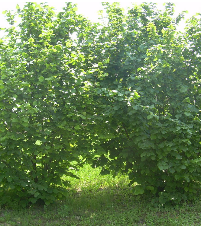 Corylus avellana