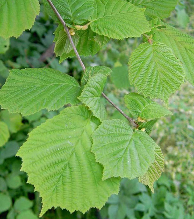 Corylus avellana