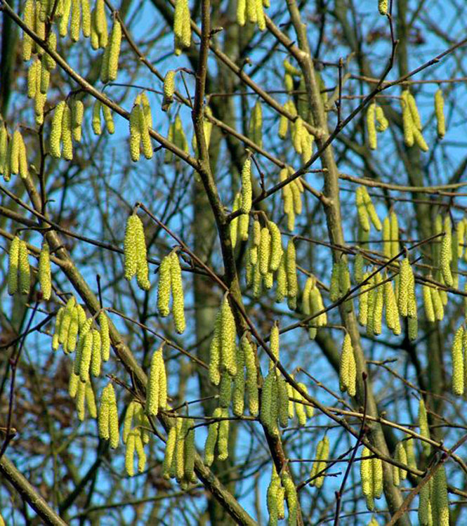 Corylus avellana