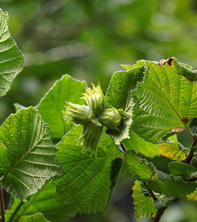 Corylus avellana