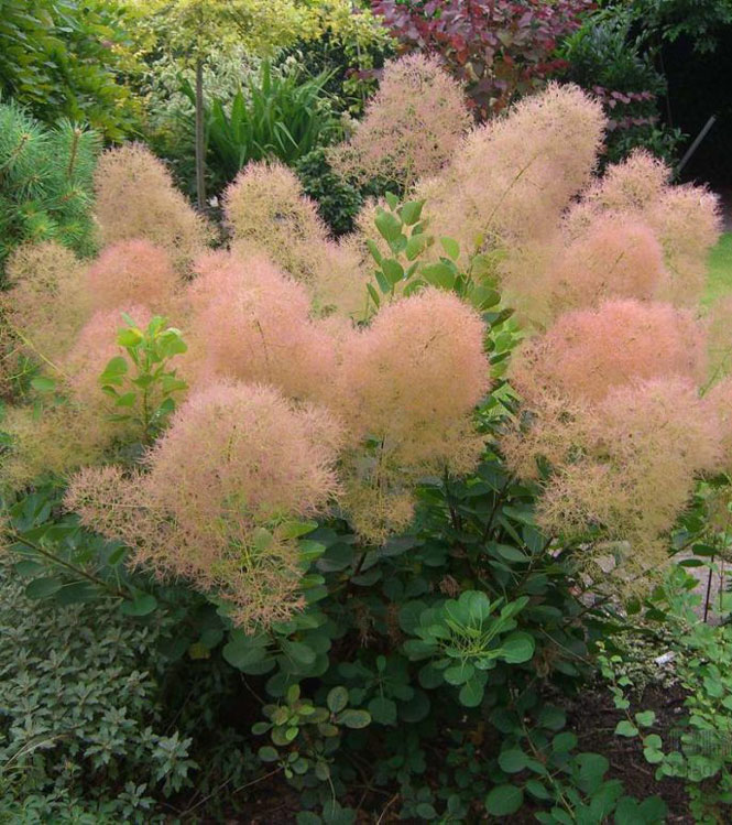 Cotinus coggygria