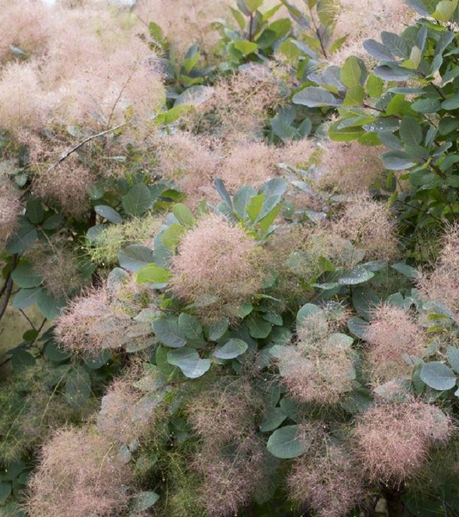 Cotinus coggygria