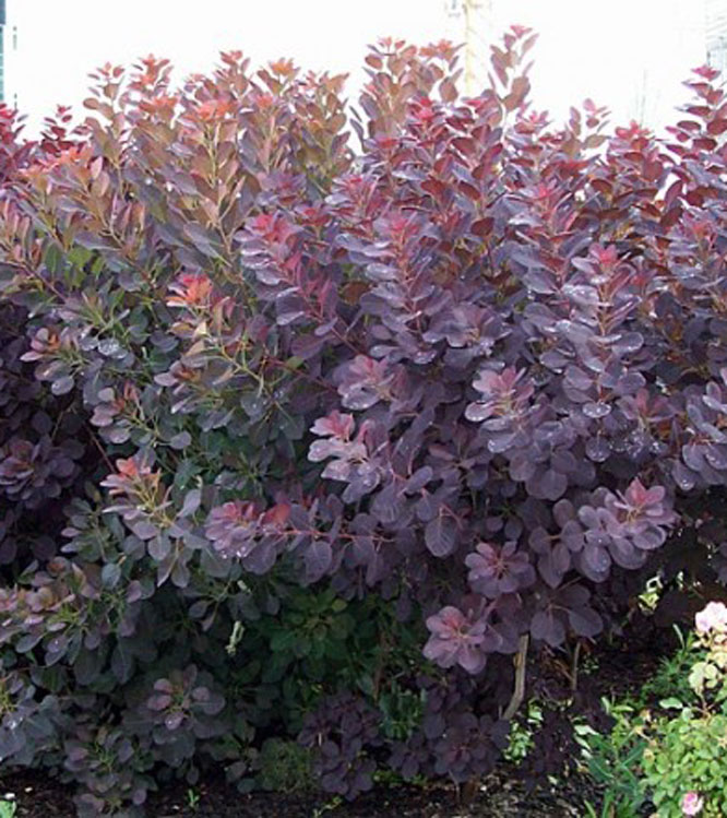 Cotinus coggygria Royal Purple