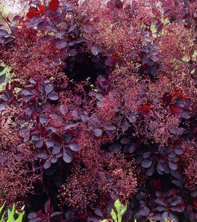 Cotinus coggygria Royal Purple