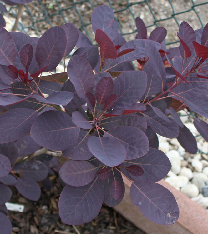 Cotinus coggygria Royal Purple