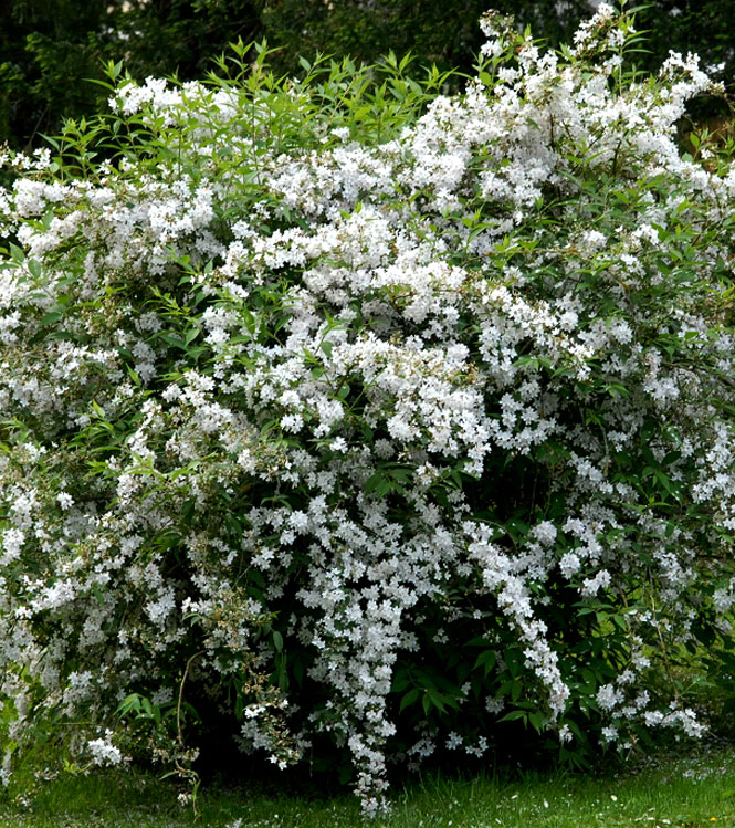 Deutzia gracilis