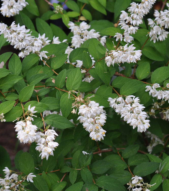 Deutzia gracilis