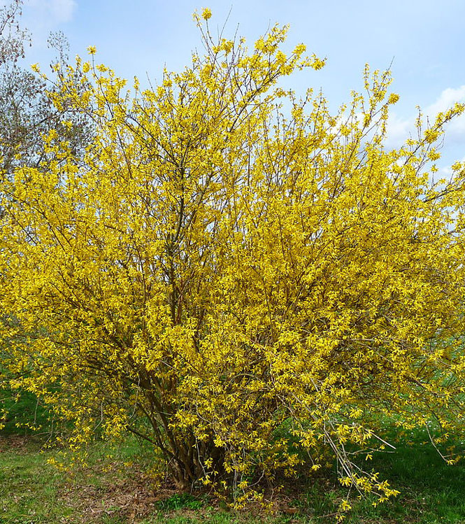 Forsythia x intermedia