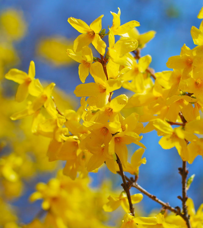 Forsythia x intermedia