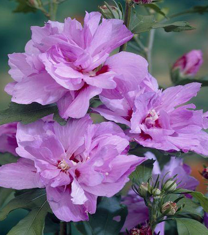 Hibiscus syriacus