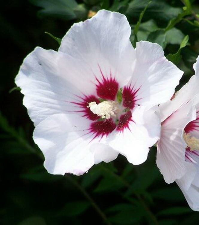 Hibiscus syriacus