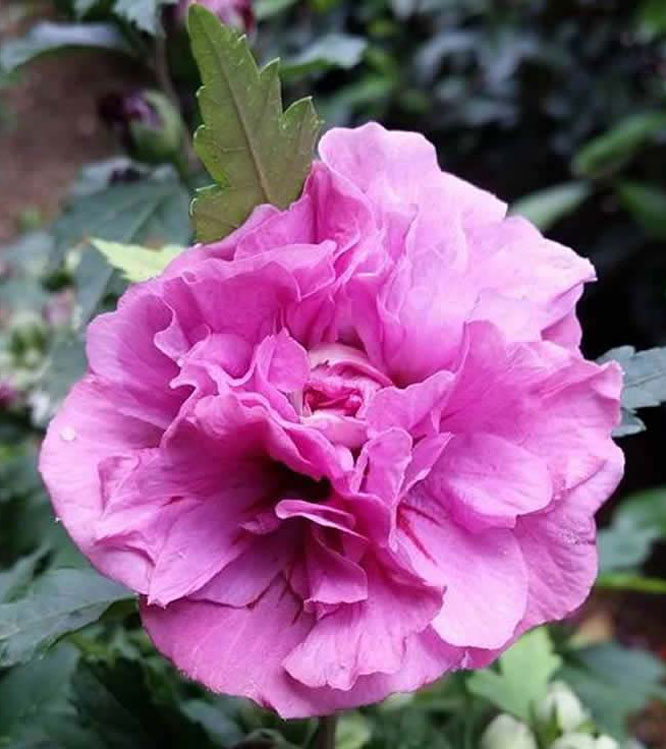 Hibiscus syriacus