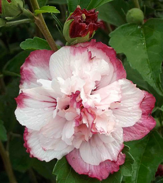 Hibiscus syriacus