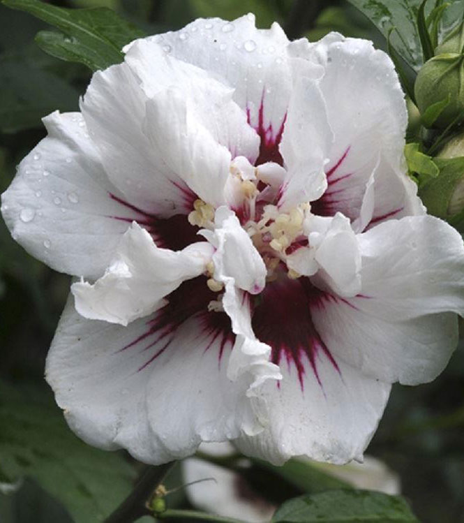 Hibiscus syriacus