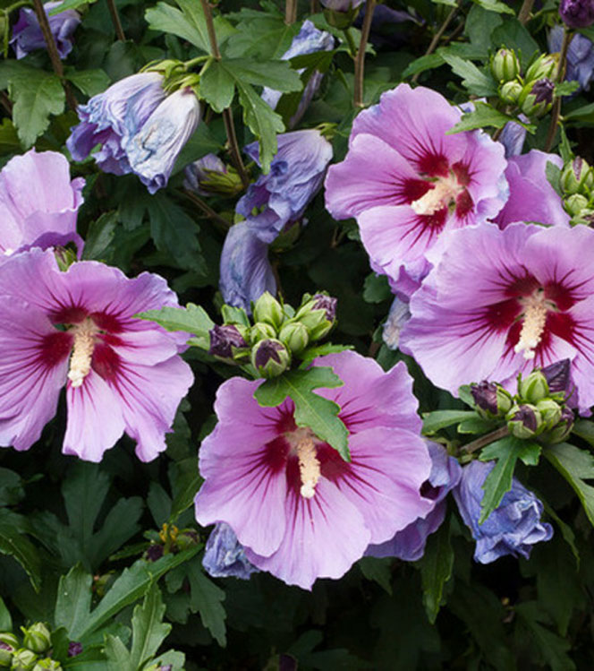 Hibiscus syriacus