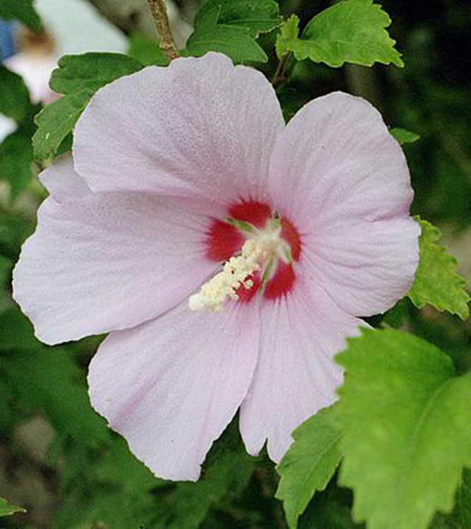 Hibiscus syriacus