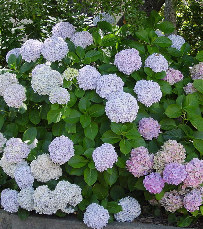 Hydrangea hortensis