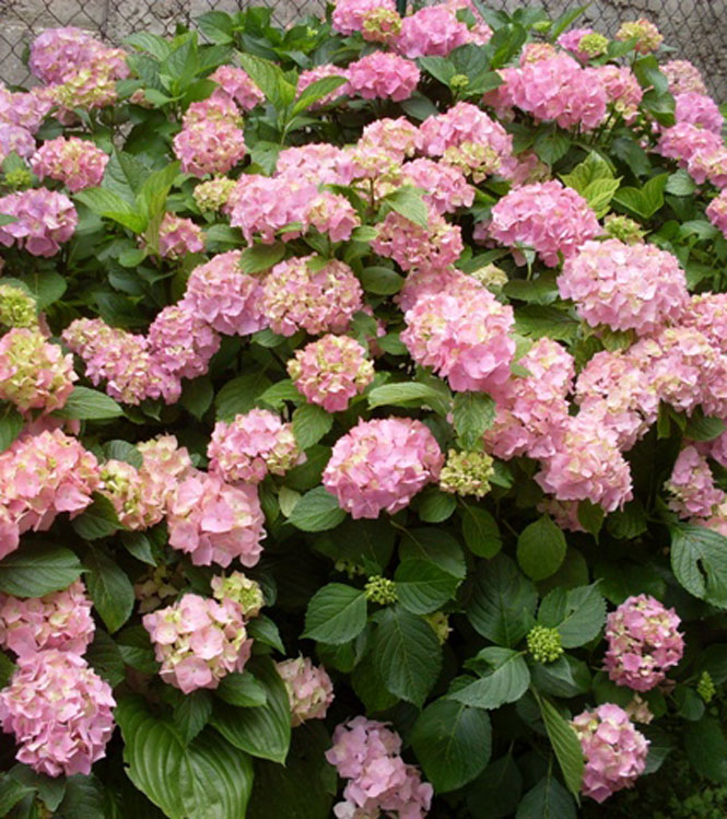 Hydrangea hortensis