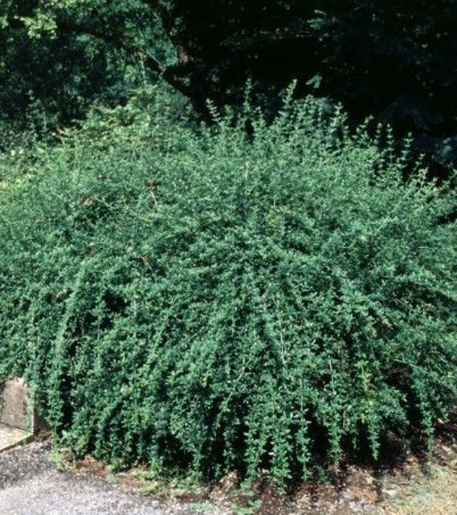 Jasminum nudiflorum