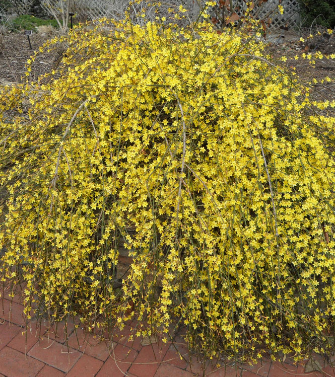 Jasminum nudiflorum