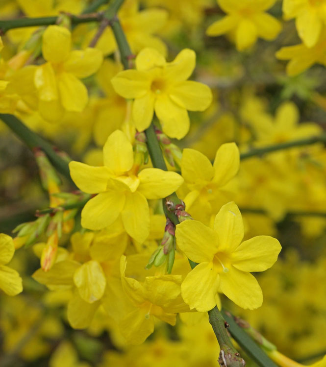 Jasminum nudiflorum