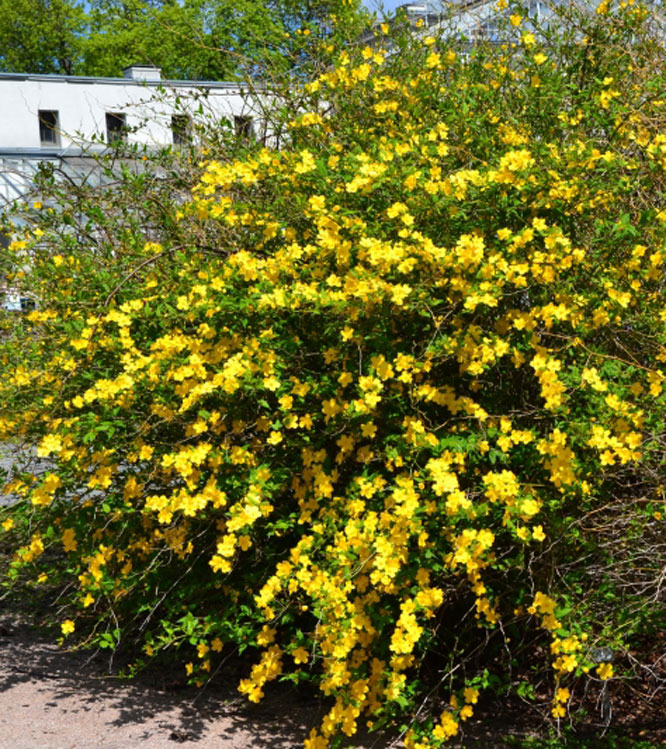 Kerria japonica