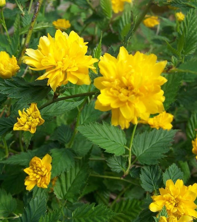 Kerria japonica