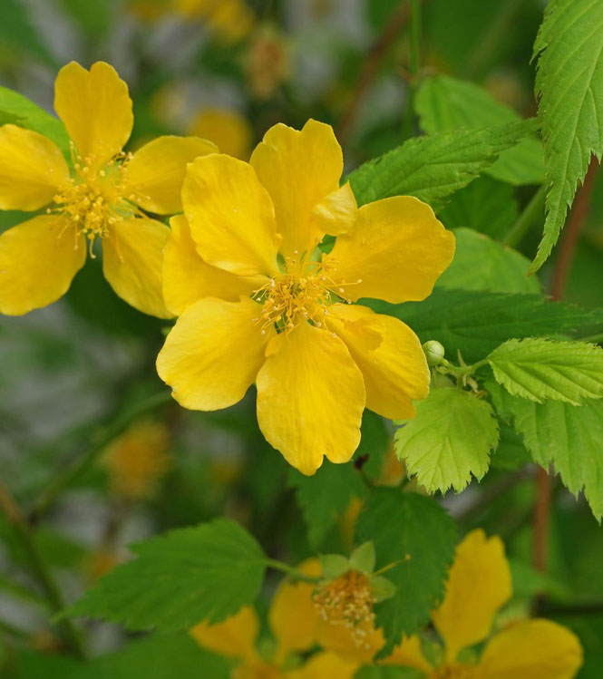 Kerria japonica