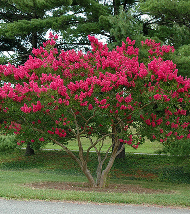 Lagerstroemia indica