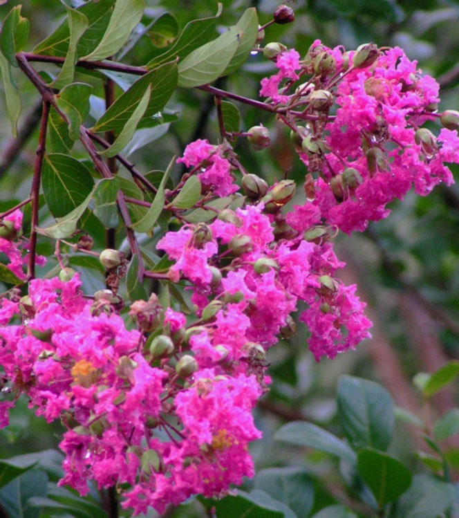 Lagerstroemia indica