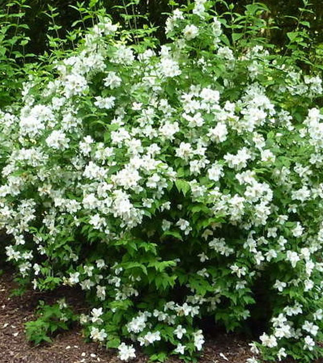 Philadelphus coronarius