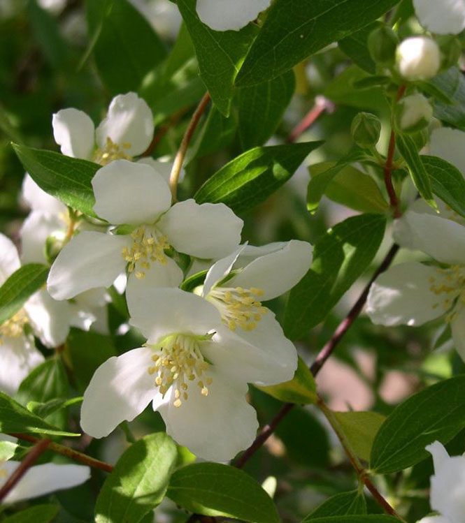 Philadelphus coronarius