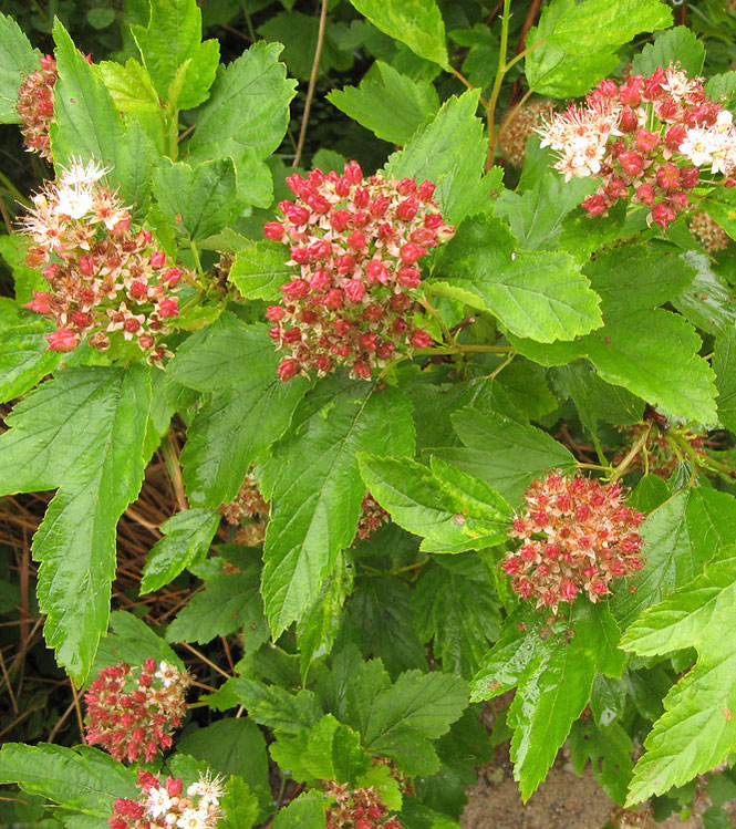 Physocarpus opulifolius