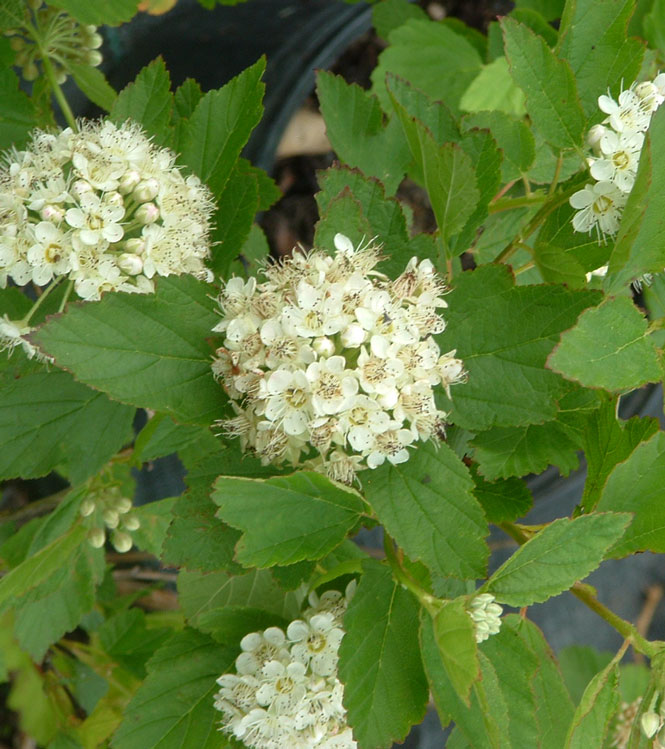 Physocarpus opulifolius