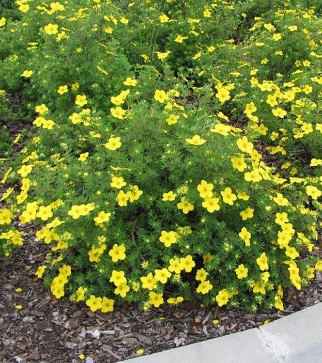 Potentilla fruticosa