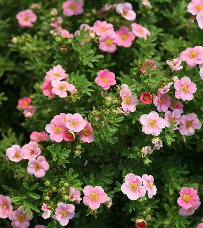 Potentilla fruticosa