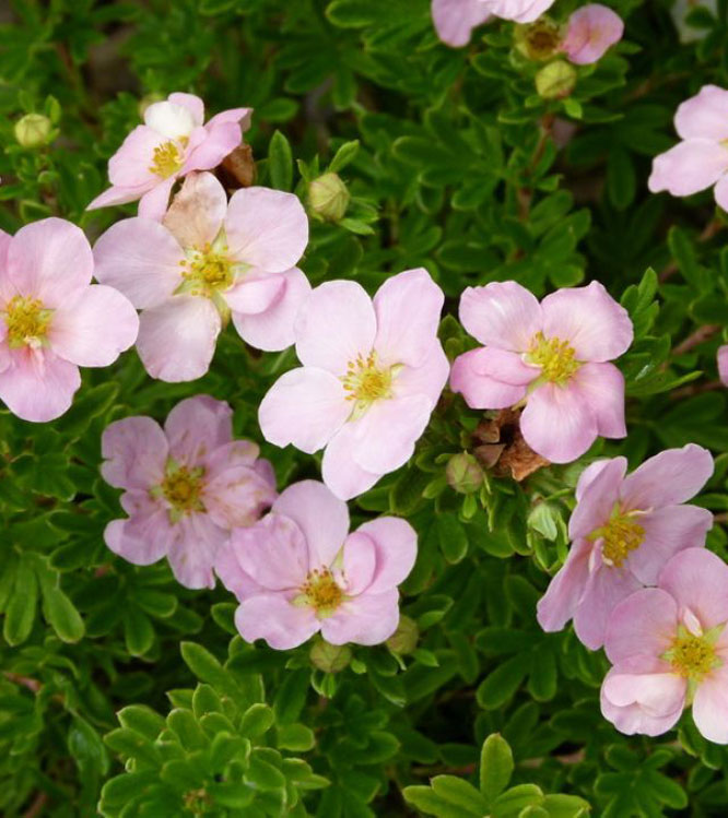 Potentilla fruticosa