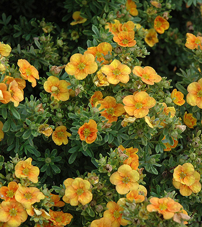 Potentilla fruticosa