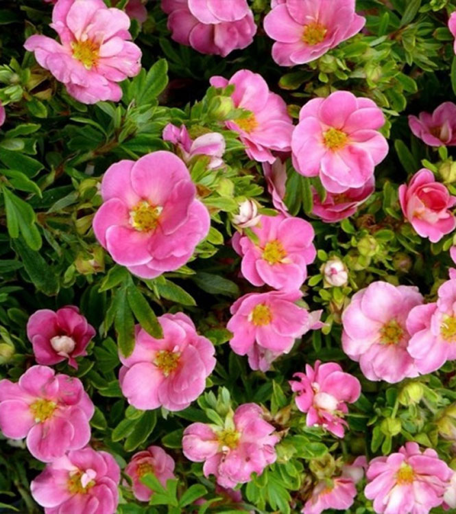 Potentilla fruticosa