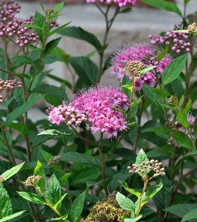 Spiraea japonica