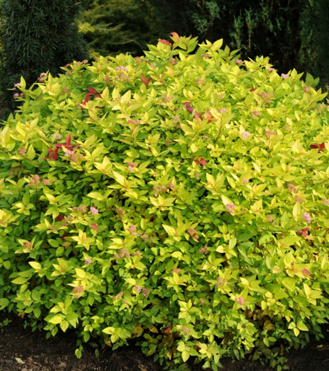 Spiraea japonica Golden Princess